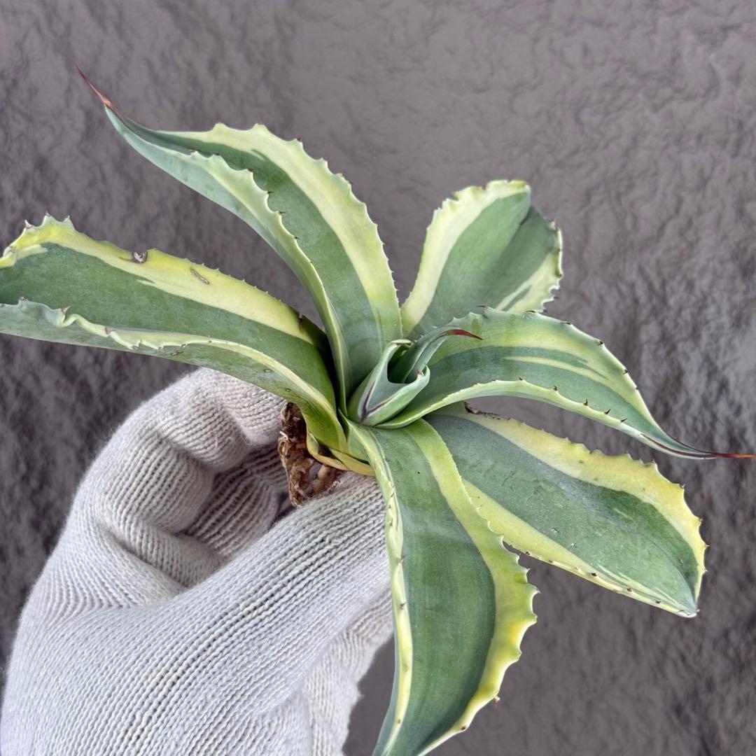 つ*ー様 【アガベ オバティフォリア“オルカ”】地植え/-18℃まで/極上　L2