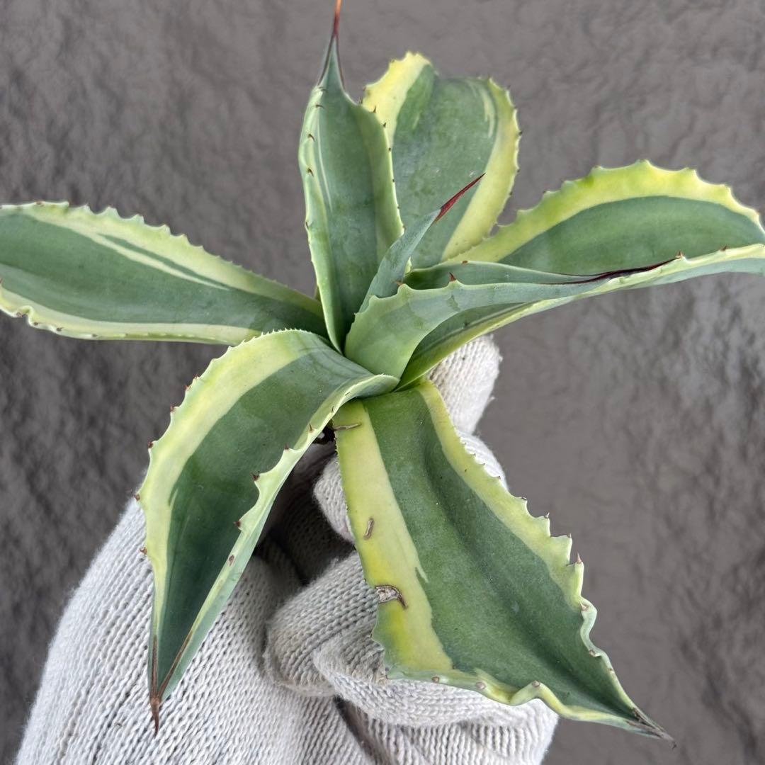 つ*ー様 【アガベ オバティフォリア“オルカ”】地植え/-18℃まで/極上　L2