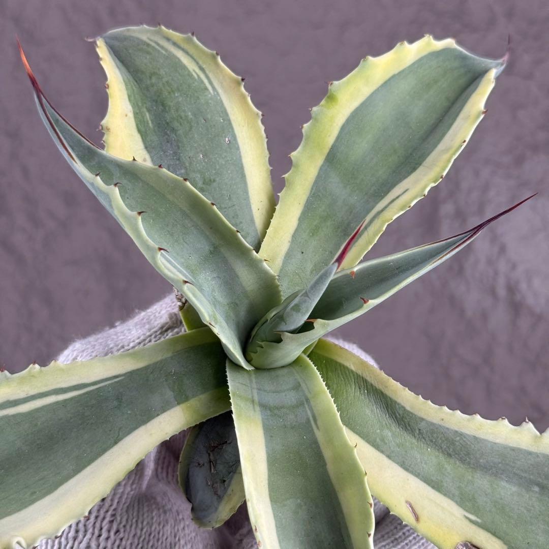 つ*ー様 【アガベ オバティフォリア“オルカ”】地植え/-18℃まで/極上　L2