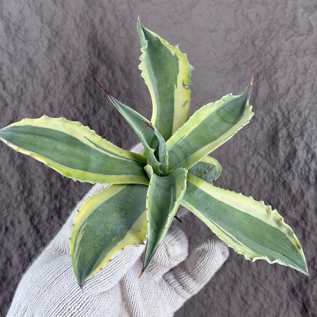 つ*ー様 【アガベ オバティフォリア“オルカ”】地植え/-18℃まで/極上　L2