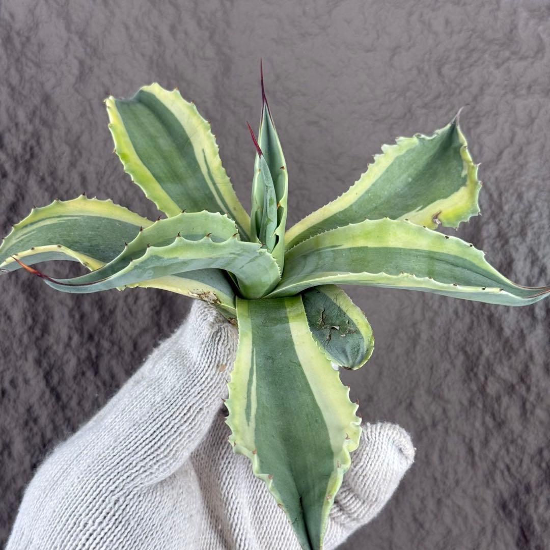 つ*ー様 【アガベ オバティフォリア“オルカ”】地植え/-18℃まで/極上　L2