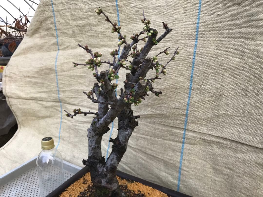 木瓜(ボケ)・放春花　安田錦　角鉢(大)(咲分け保証品)