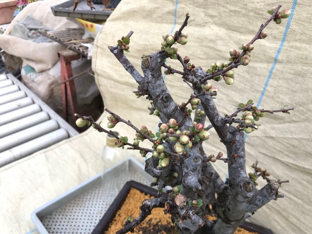 木瓜(ボケ)・放春花　安田錦　角鉢(大)(咲分け保証品)