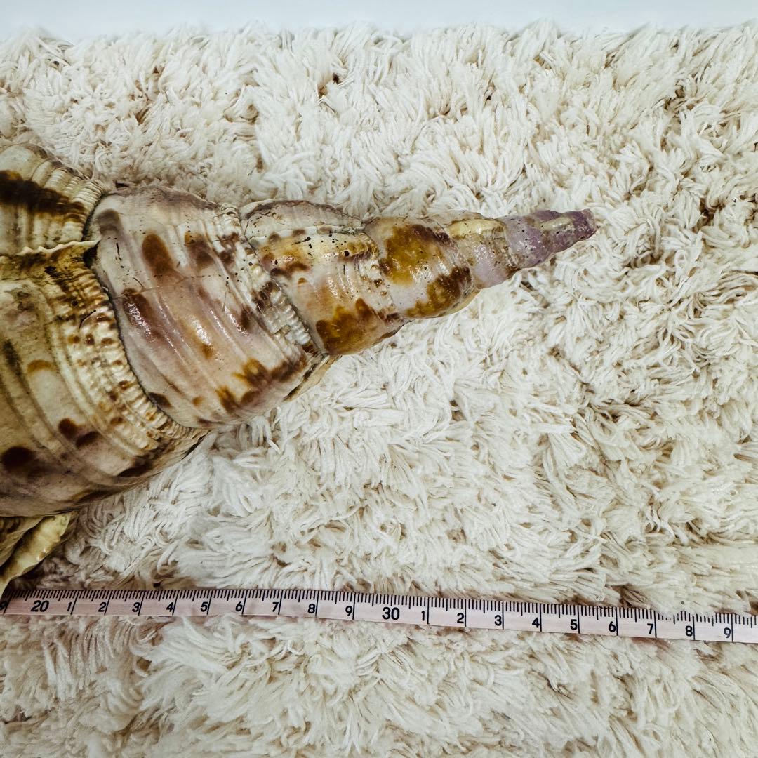 24時間以内発送 法螺貝 ほら貝 約37cm インテリア 西海岸