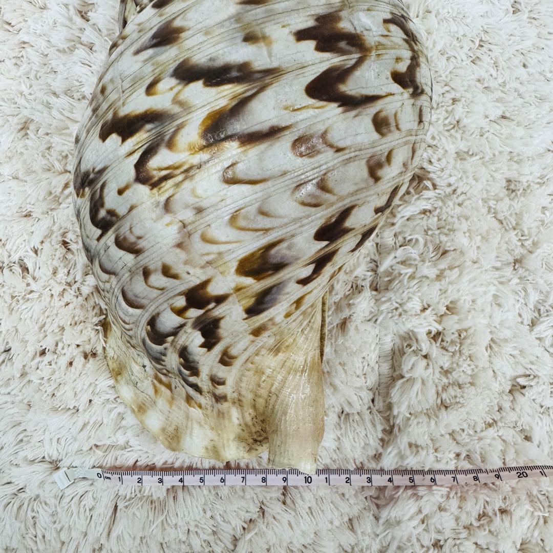 24時間以内発送 法螺貝 ほら貝 約37cm インテリア 西海岸