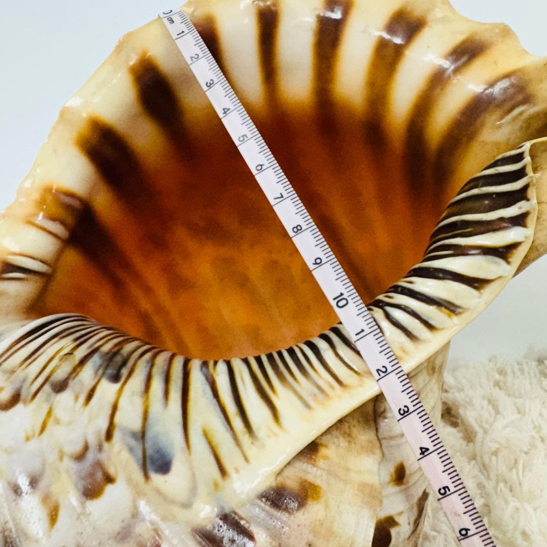 24時間以内発送 法螺貝 ほら貝 約37cm インテリア 西海岸