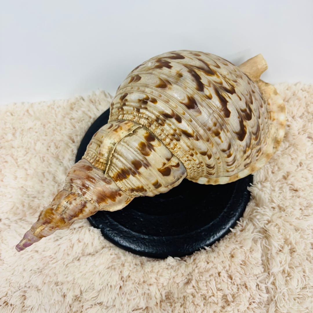 24時間以内発送 法螺貝 ほら貝 約37cm インテリア 西海岸