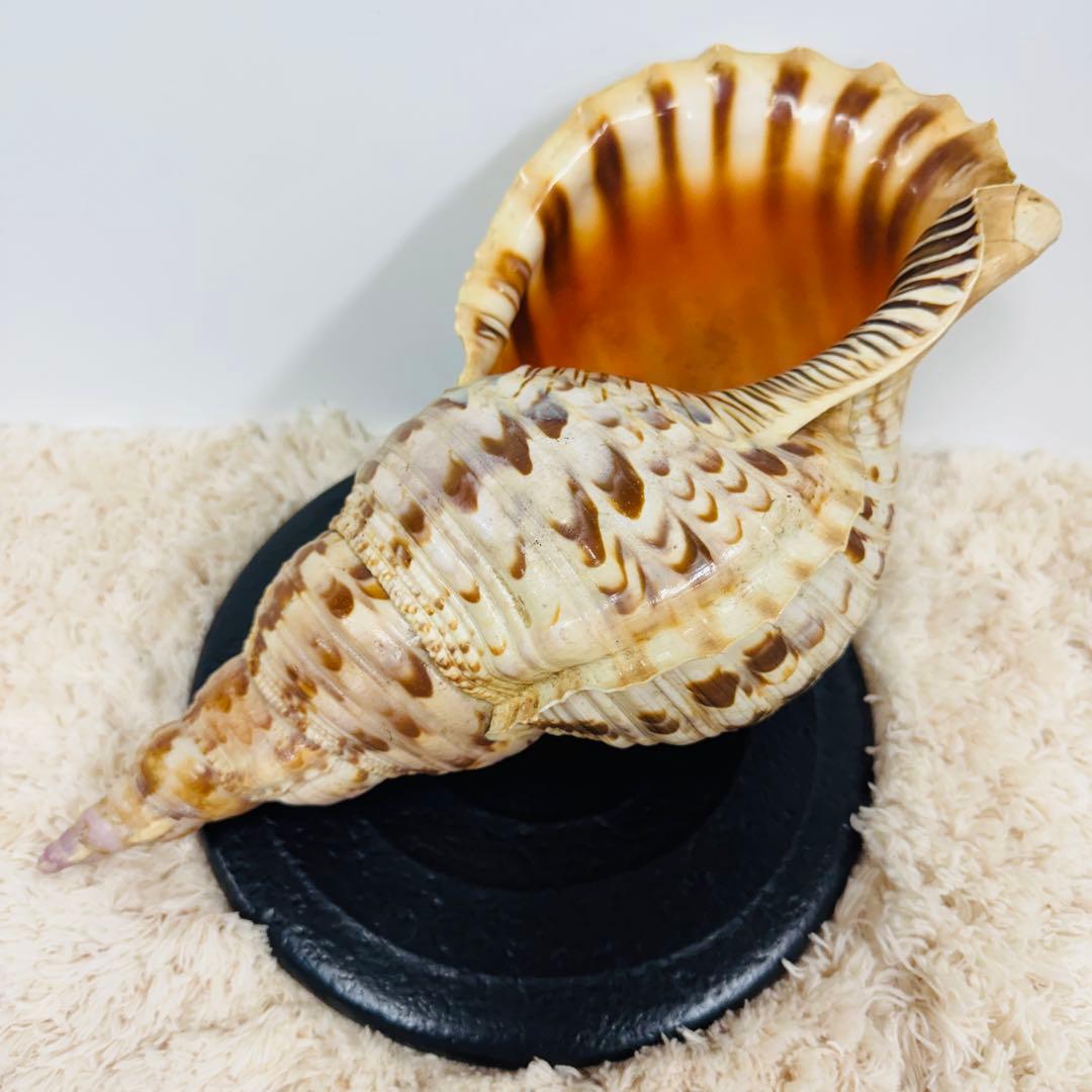 24時間以内発送 法螺貝 ほら貝 約37cm インテリア 西海岸