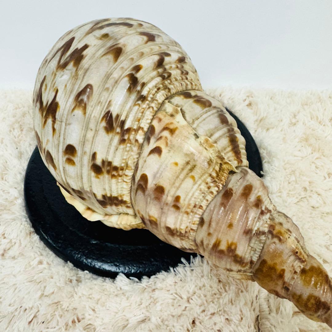 24時間以内発送 法螺貝 ほら貝 約37cm インテリア 西海岸