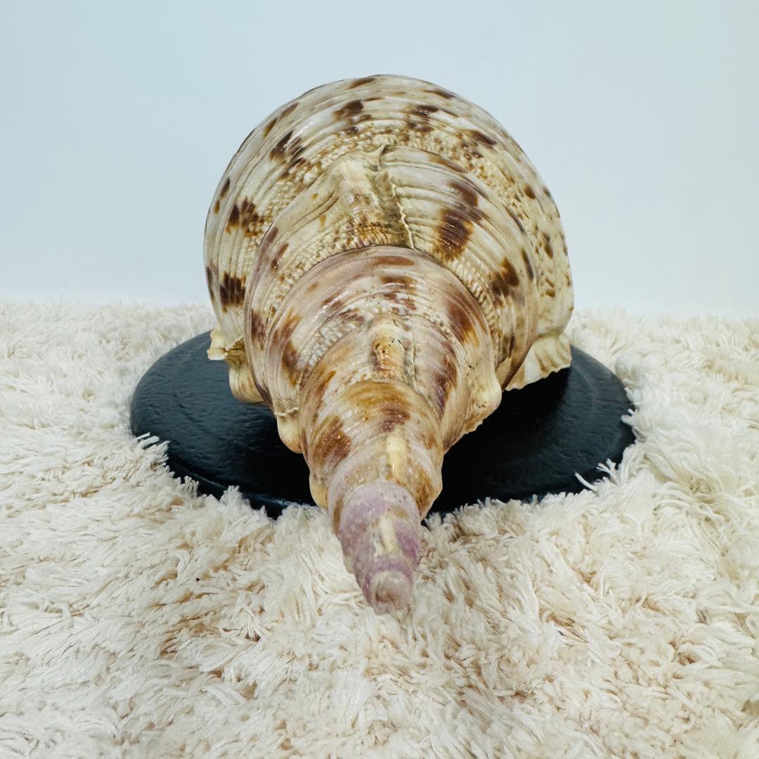 24時間以内発送 法螺貝 ほら貝 約37cm インテリア 西海岸