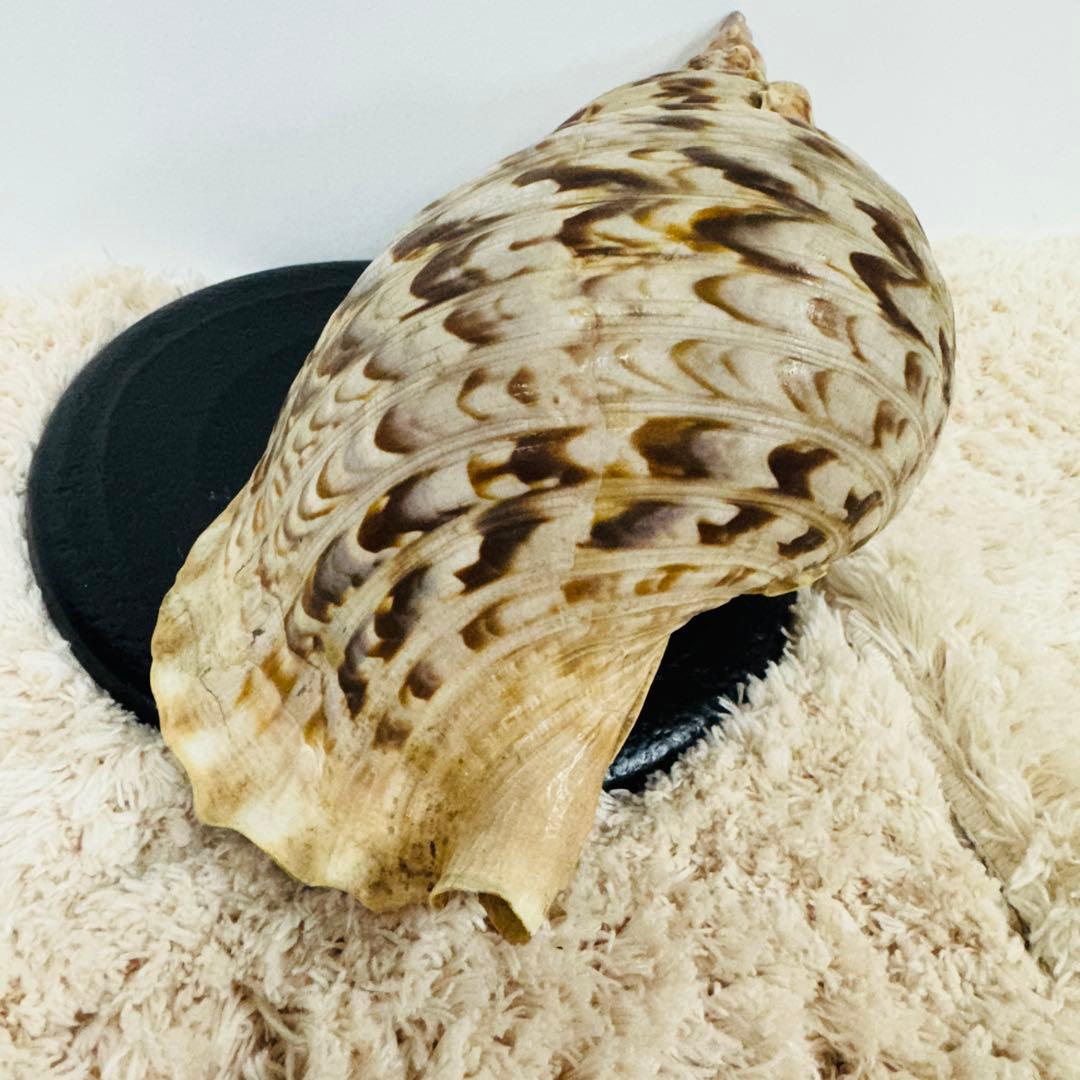 24時間以内発送 法螺貝 ほら貝 約37cm インテリア 西海岸