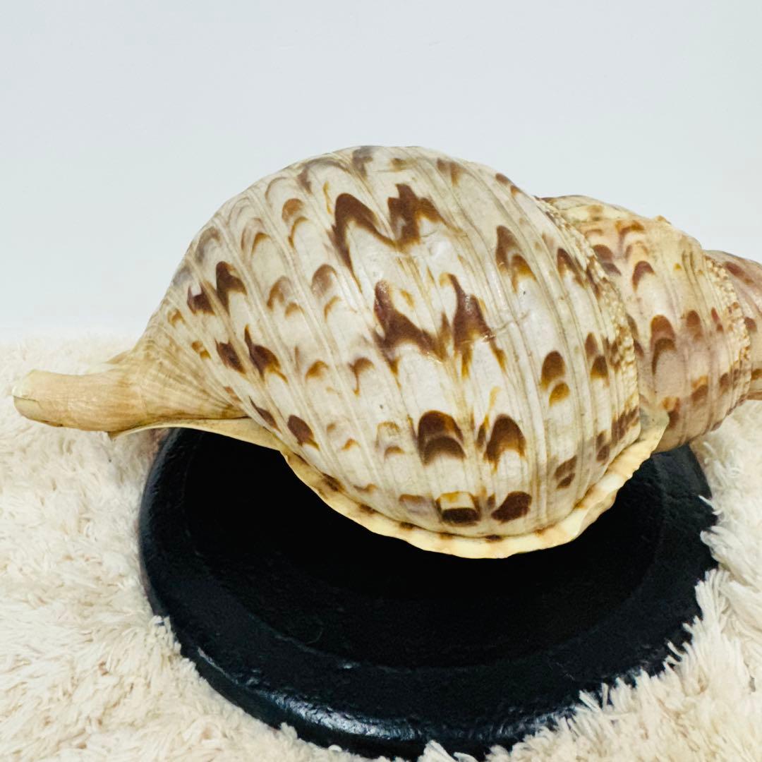 24時間以内発送 法螺貝 ほら貝 約37cm インテリア 西海岸