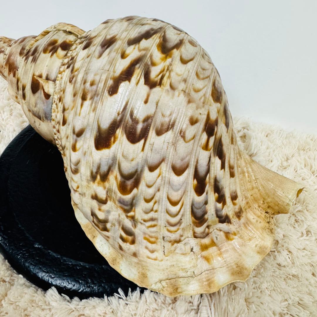 24時間以内発送 法螺貝 ほら貝 約37cm インテリア 西海岸