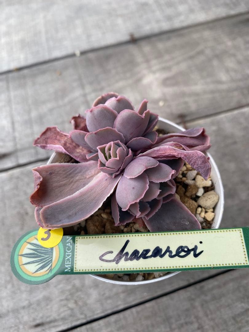 3 三頭　原種　チャザロイ　Chazaroi エケベリア 紫色