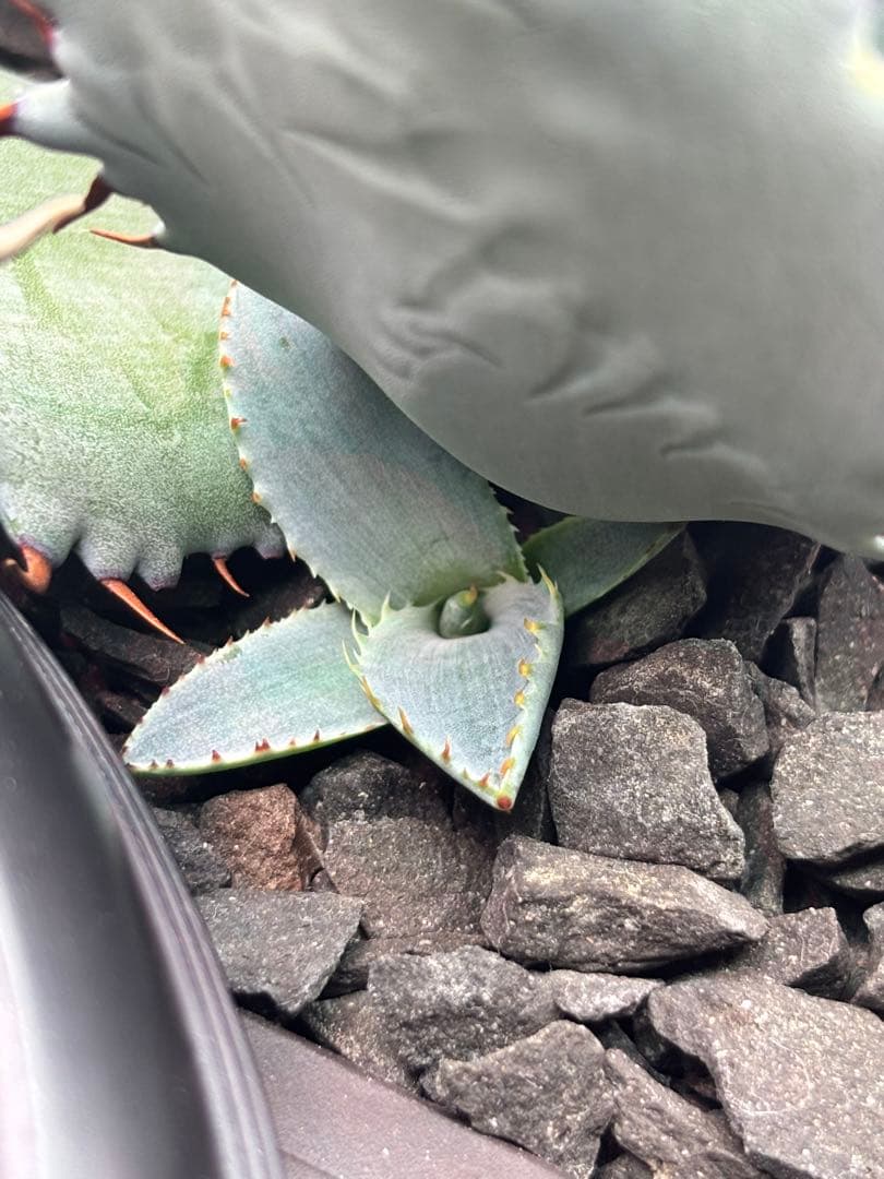 アガベ 激怒之舞 ハイブリッド 子株 狂刺 特白 青葉