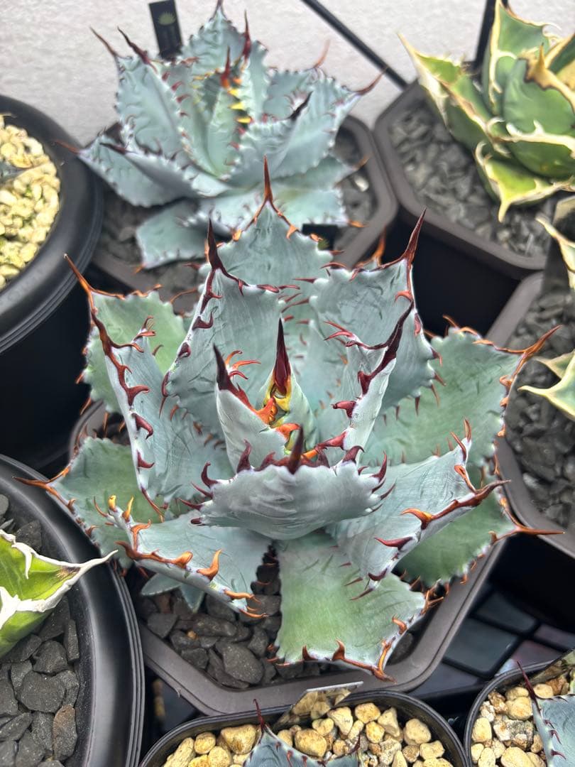 アガベ 激怒之舞 ハイブリッド 子株 狂刺 特白 青葉