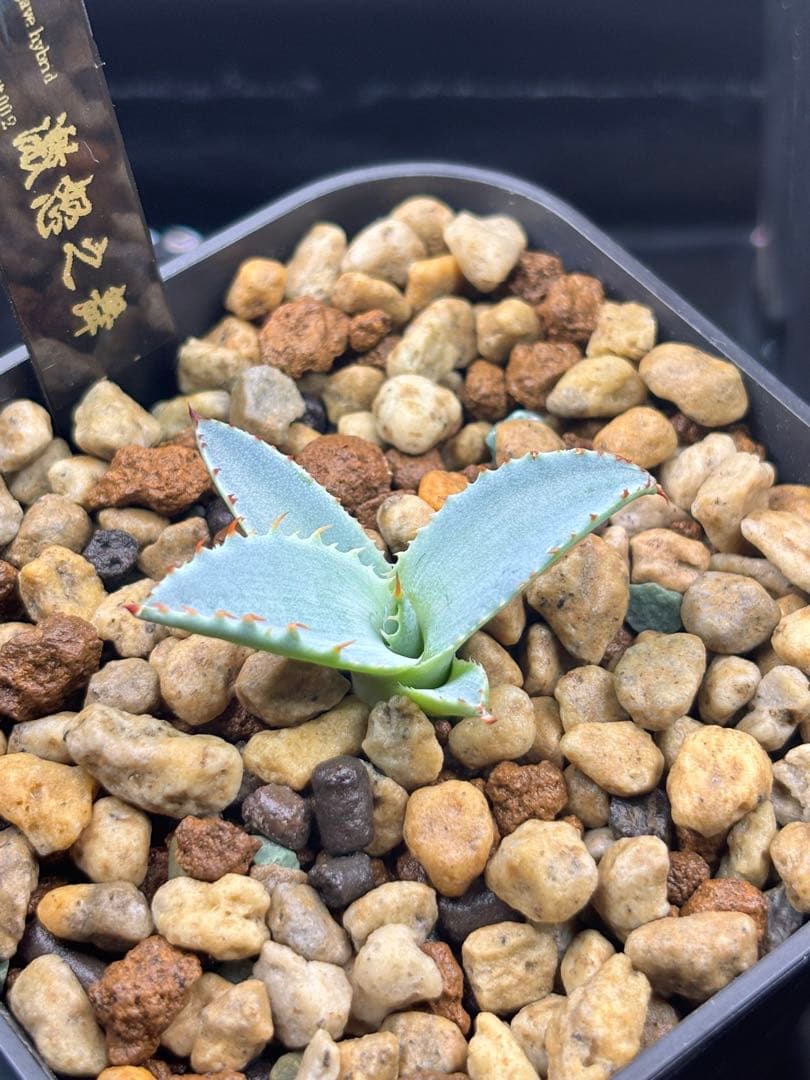 アガベ 激怒之舞 ハイブリッド 子株 狂刺 特白 青葉