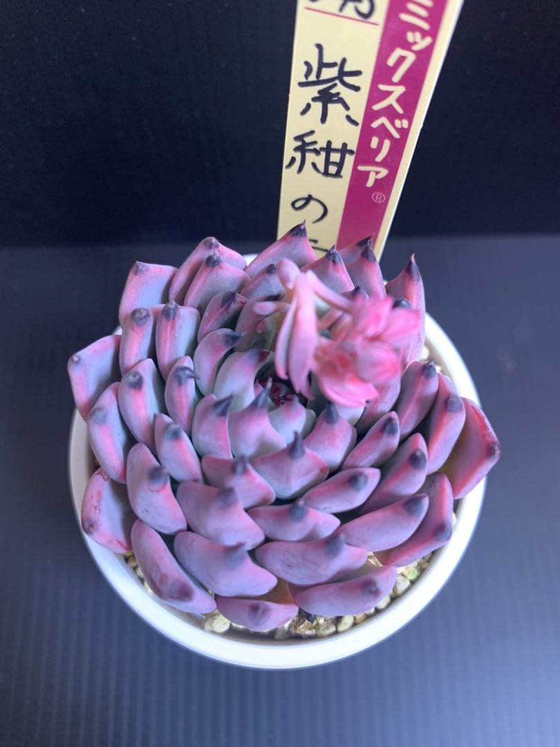 多肉植物 桃乃神♡抜き苗(KAMIさん苗)