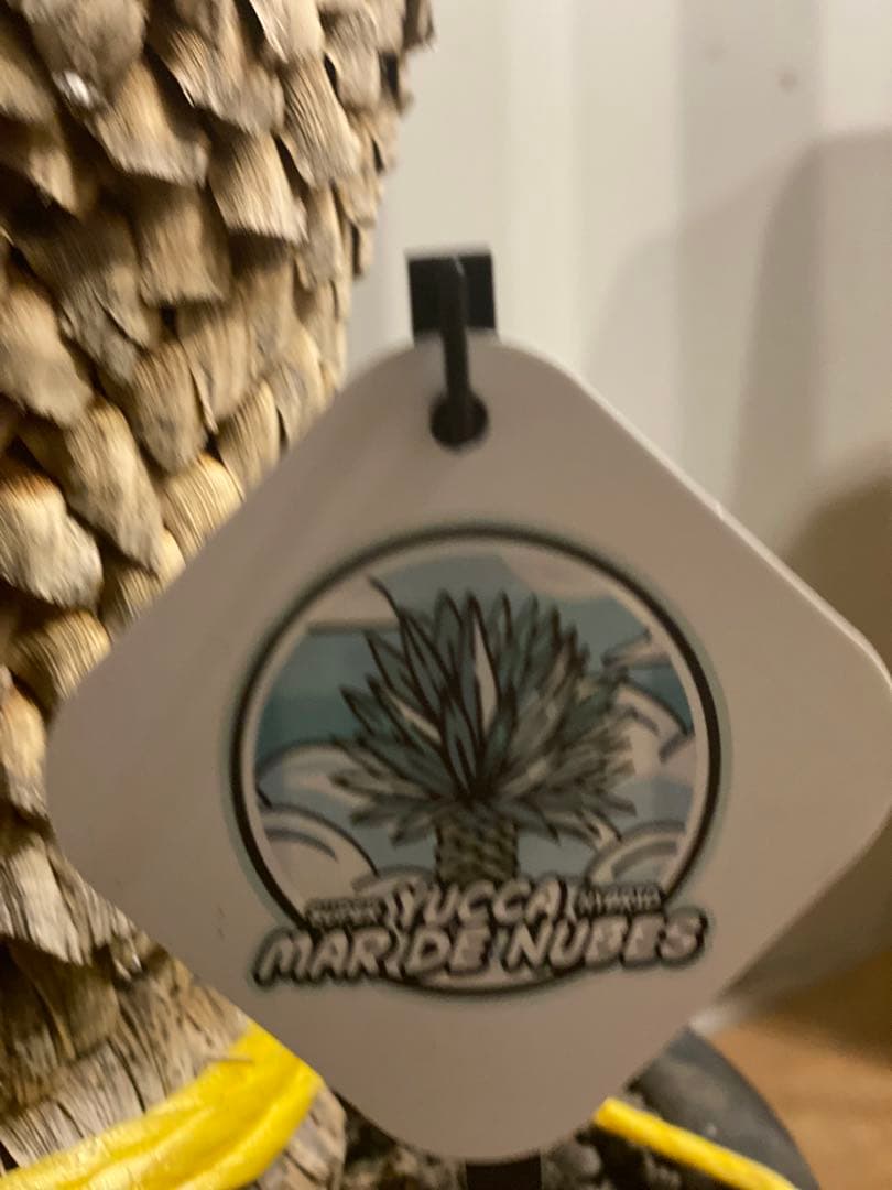 ⭐︎初売り⭐︎ユッカ　マルデヌベスver.ロスト