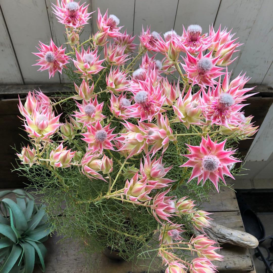 即完売♡大苗♡プリティピンク♡セルリア♡