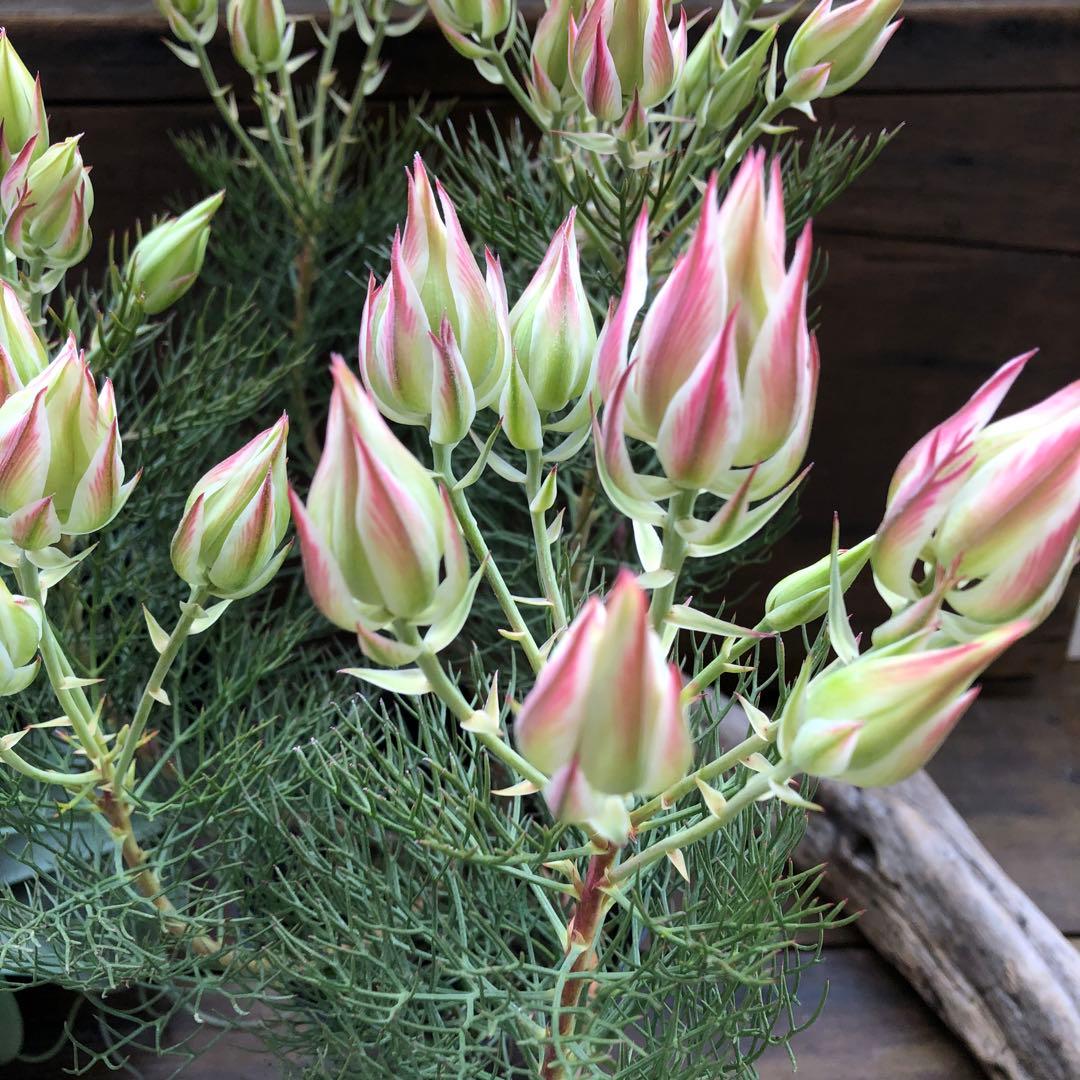 即完売♡大苗♡プリティピンク♡セルリア♡