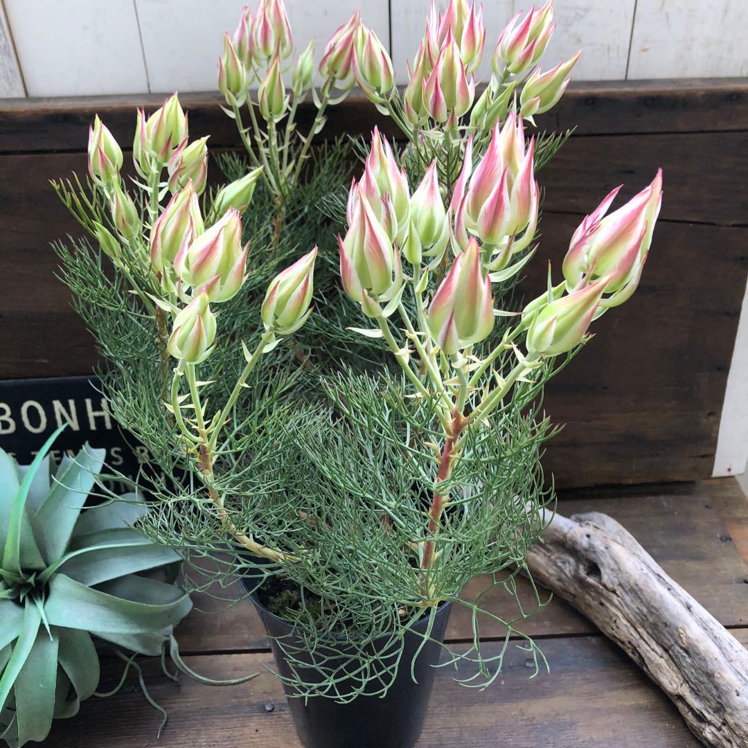 即完売♡大苗♡プリティピンク♡セルリア♡