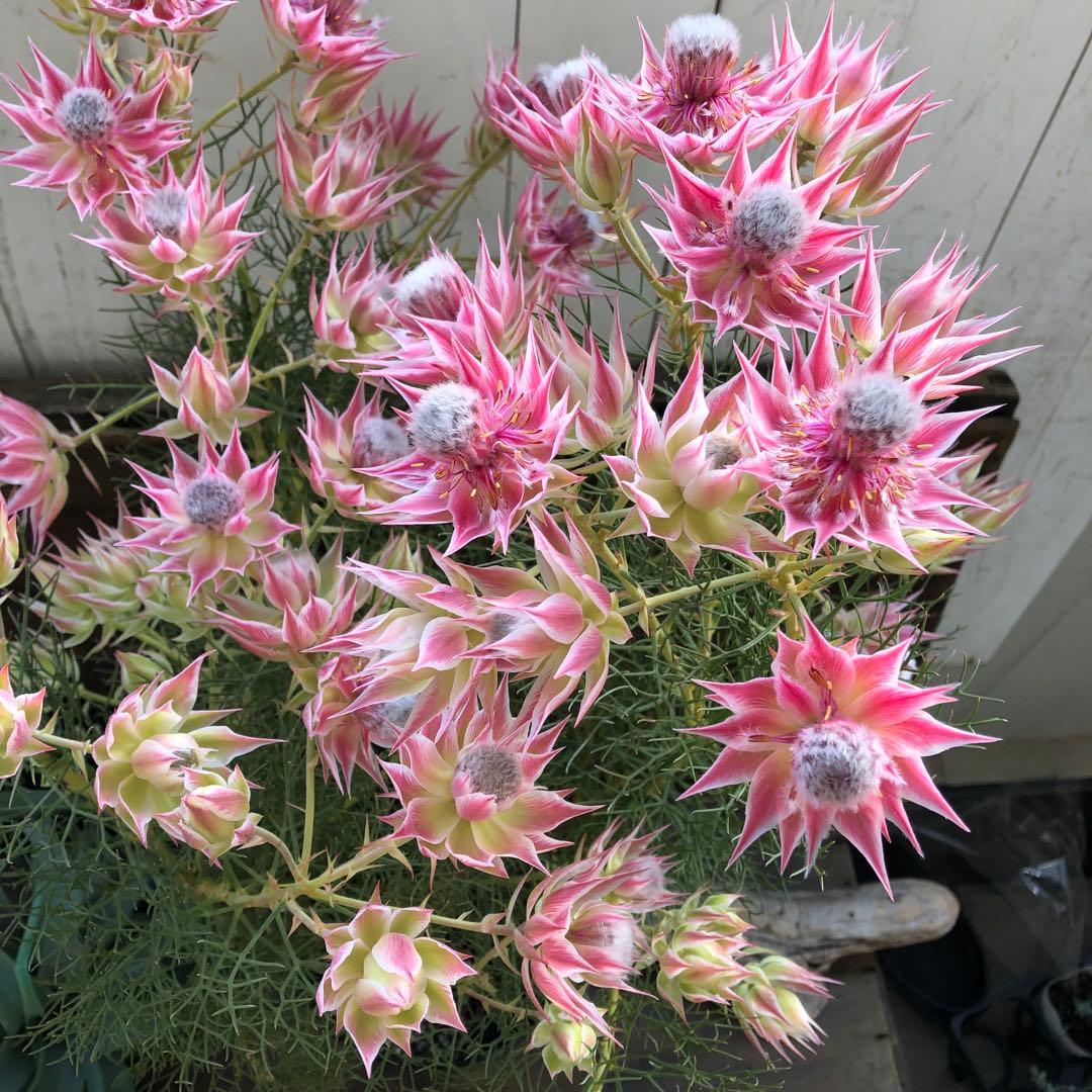 即完売♡大苗♡プリティピンク♡セルリア♡