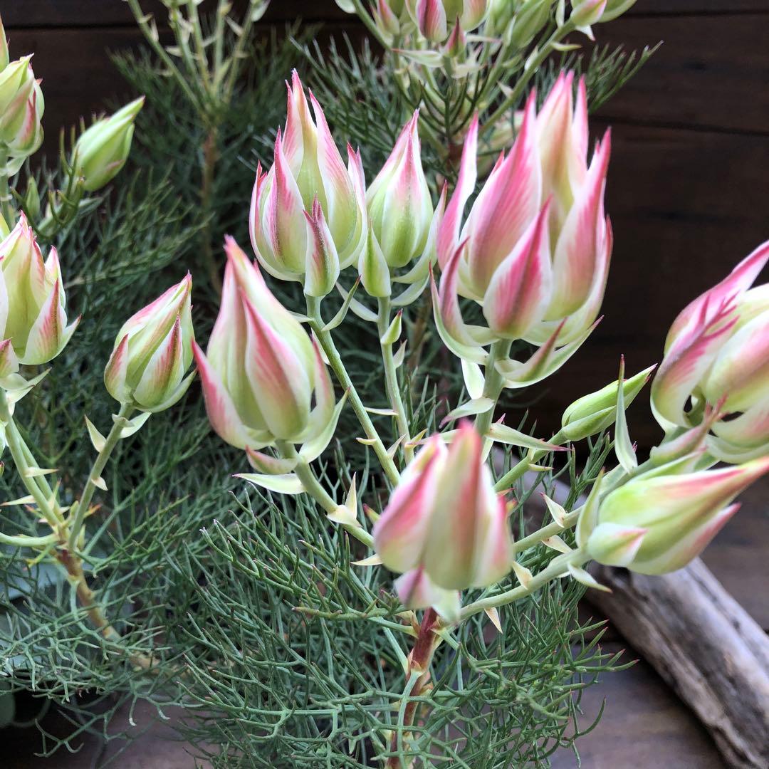 即完売♡大苗♡プリティピンク♡セルリア♡