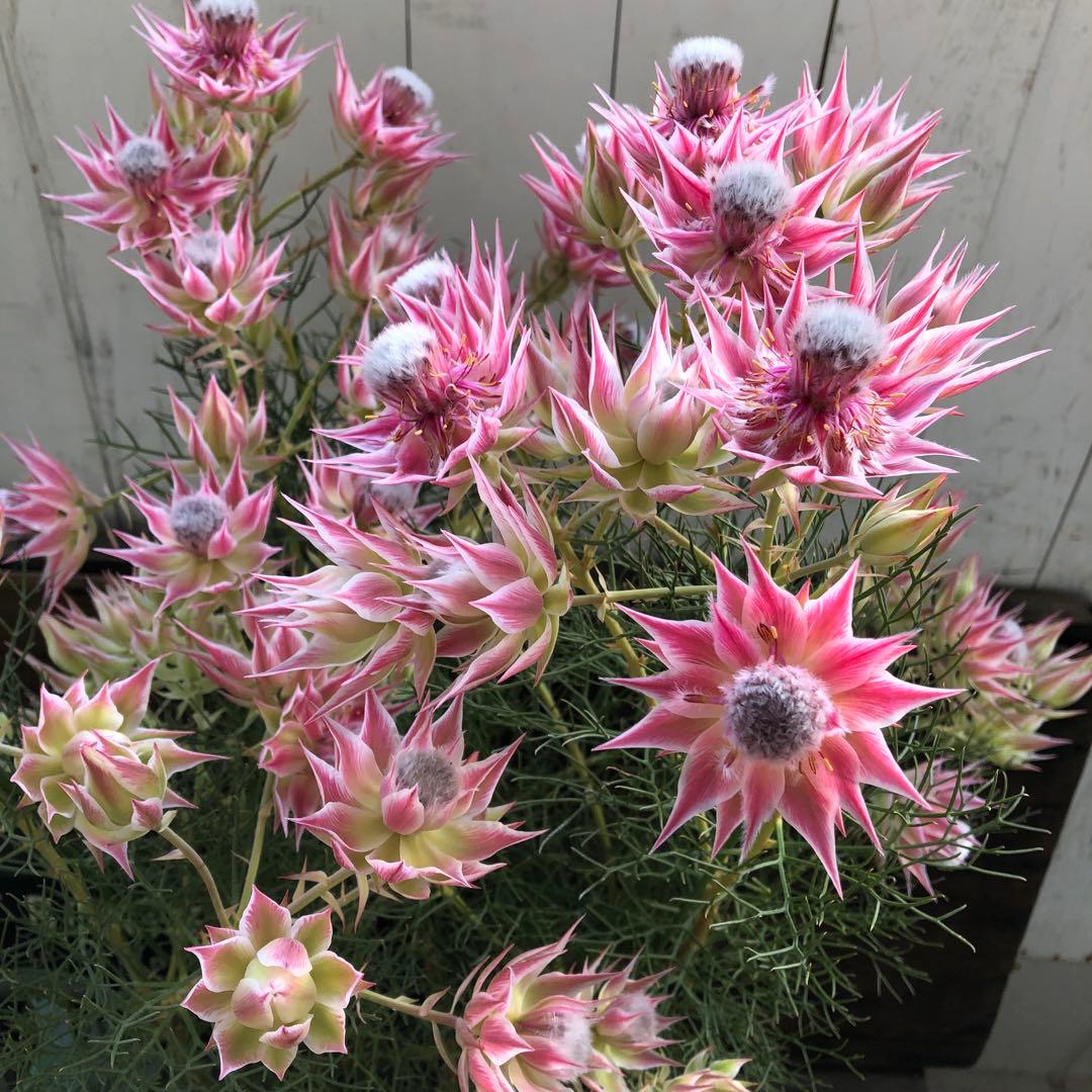 即完売♡大苗♡プリティピンク♡セルリア♡