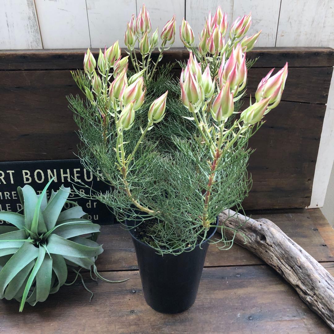 即完売♡大苗♡プリティピンク♡セルリア♡