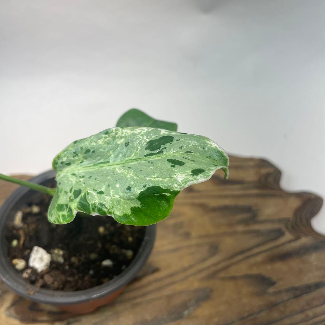 a44品種保証！斑入り保証！Bulbasaurモンステラ バルバソー フシギダネ