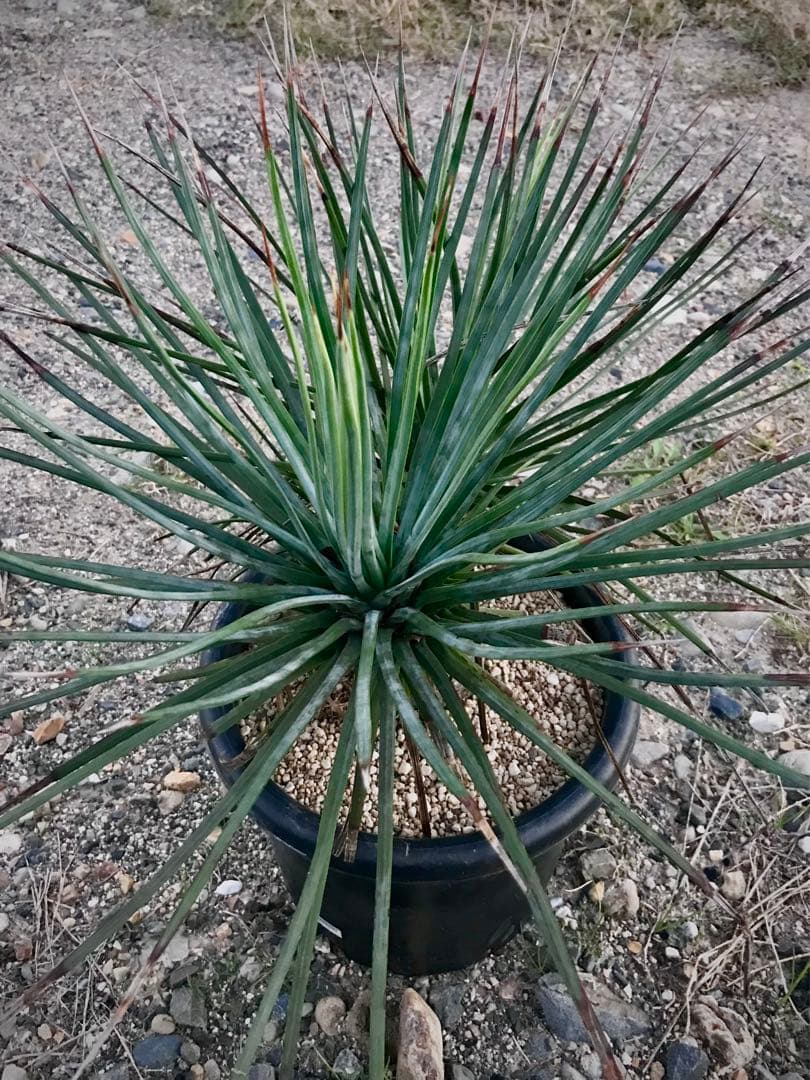 アガベ ストリクタ / 吹上　　幹立ち大株 マルチヘッド