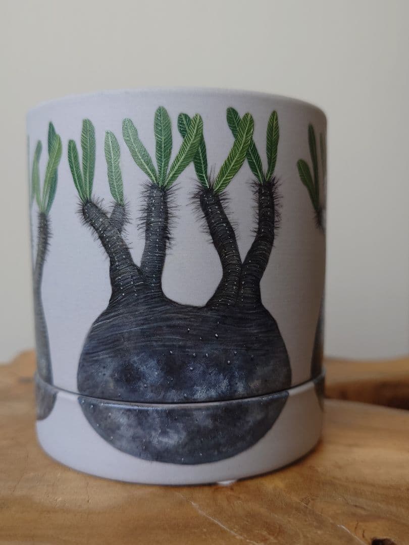 【一点物】 saori_ohwada パキポディウム グラキリス ペイント鉢