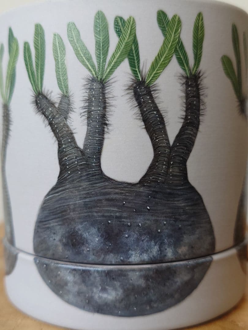 【一点物】 saori_ohwada パキポディウム グラキリス ペイント鉢