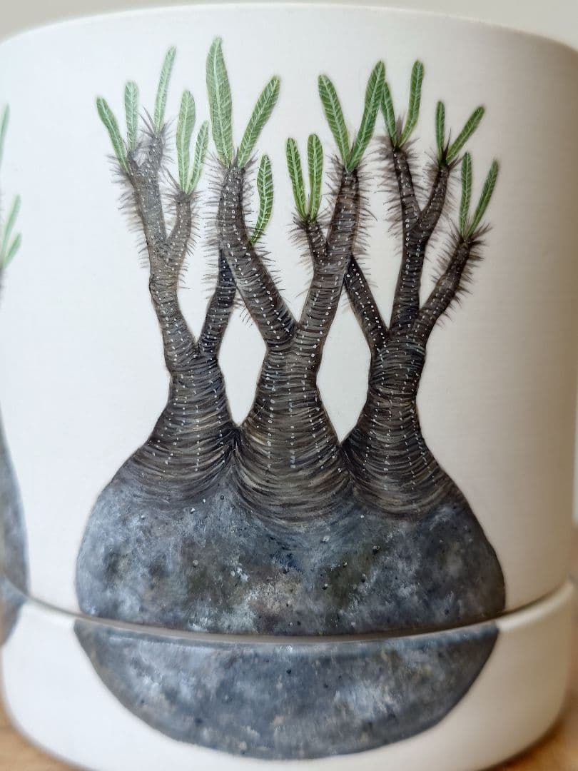 【一点物】 saori_ohwada パキポディウム グラキリス ペイント鉢