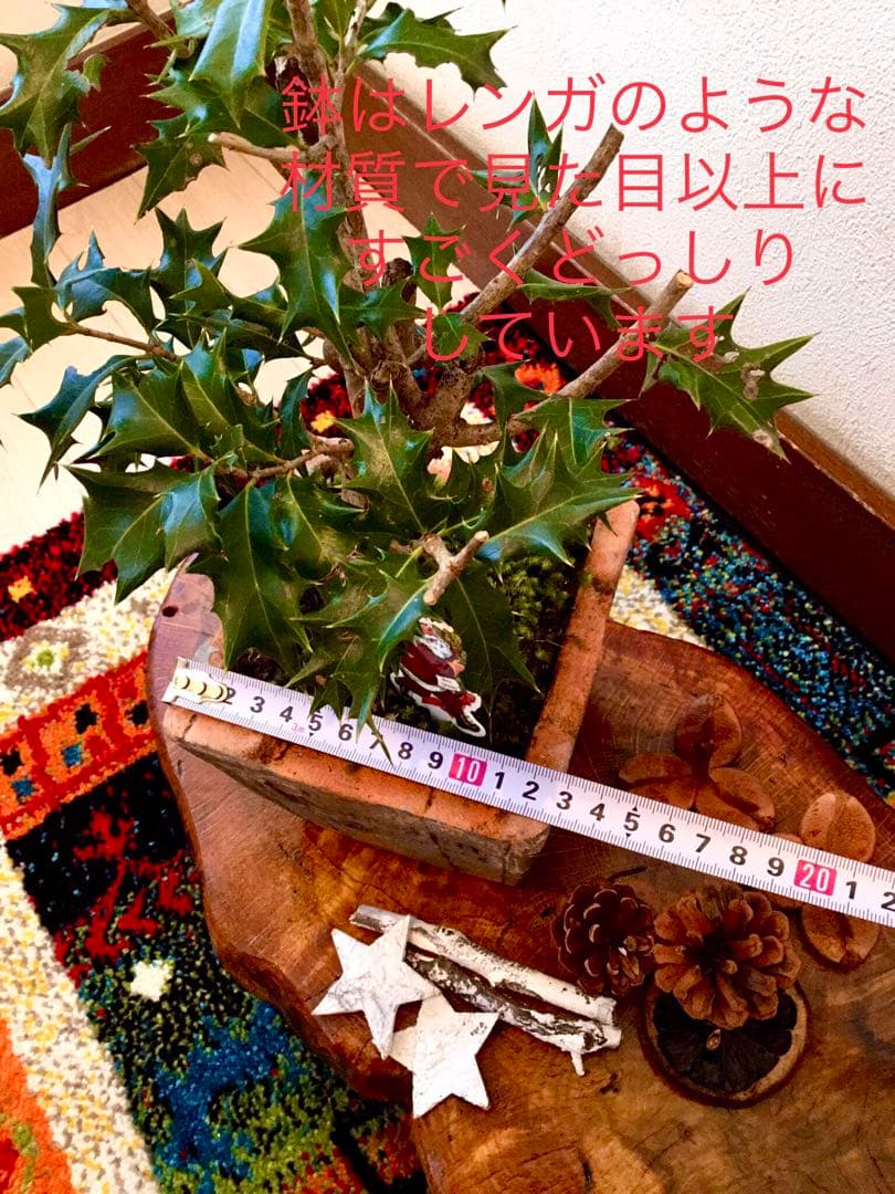 天然野生＊とてもダイナミックな森の可愛い柊さん【柊＊クリスマスツリー】