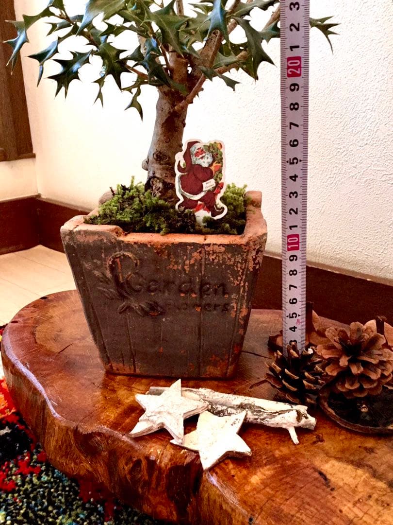 天然野生＊とてもダイナミックな森の可愛い柊さん【柊＊クリスマスツリー】