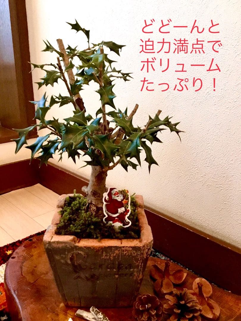 天然野生＊とてもダイナミックな森の可愛い柊さん【柊＊クリスマスツリー】