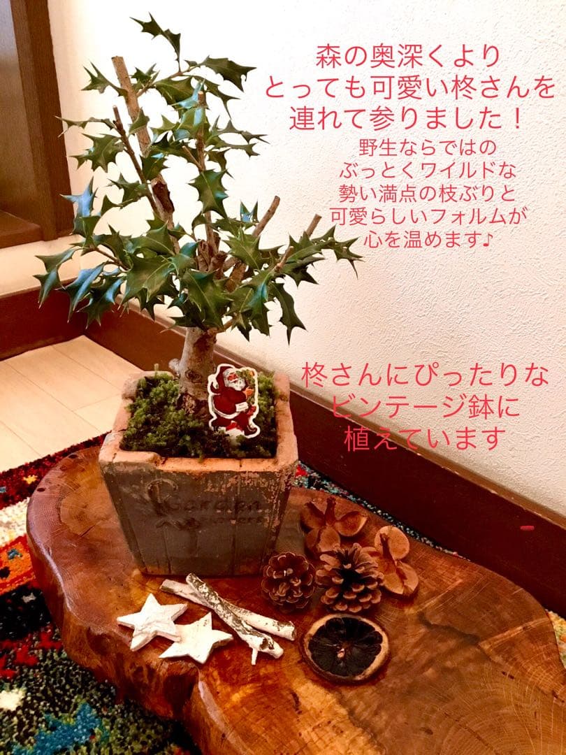天然野生＊とてもダイナミックな森の可愛い柊さん【柊＊クリスマスツリー】