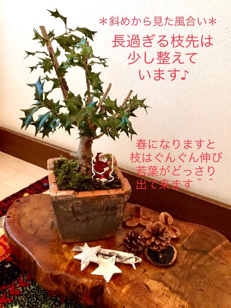 天然野生＊とてもダイナミックな森の可愛い柊さん【柊＊クリスマスツリー】