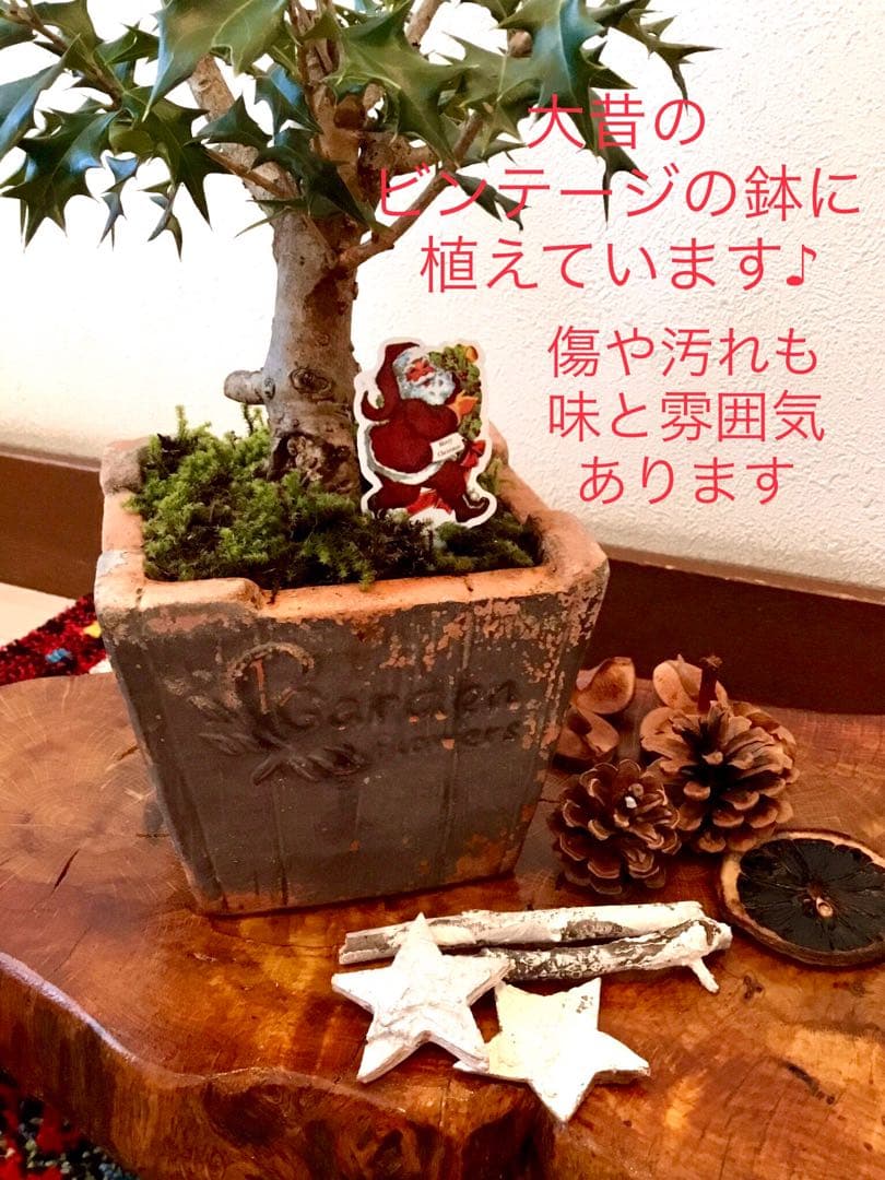 天然野生＊とてもダイナミックな森の可愛い柊さん【柊＊クリスマスツリー】