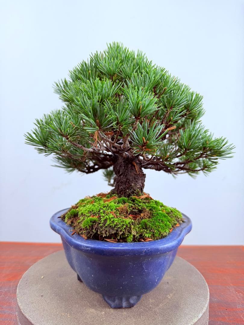 【ガチ盆栽】福娘　五葉松　小品盆栽　激古　持ち込み古