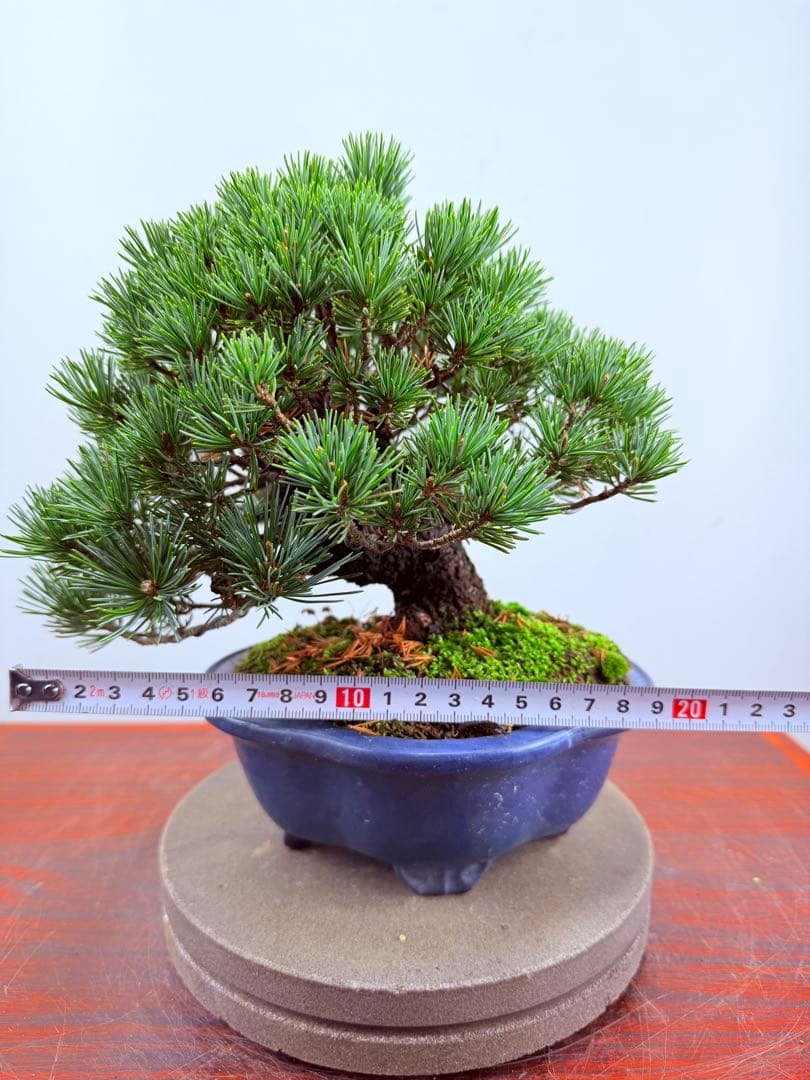 【ガチ盆栽】福娘　五葉松　小品盆栽　激古　持ち込み古