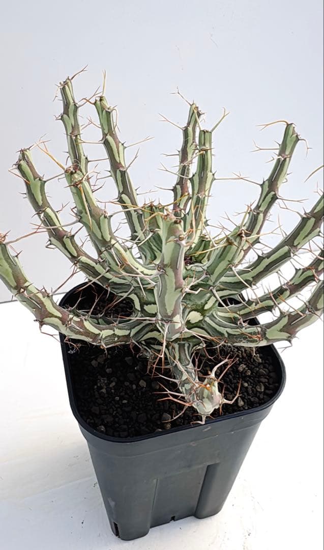 ユーフォルビア　シザカンサ