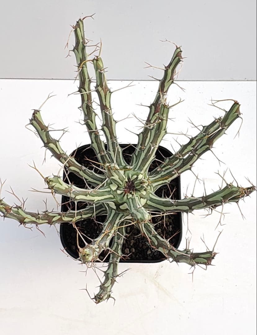 ユーフォルビア　シザカンサ