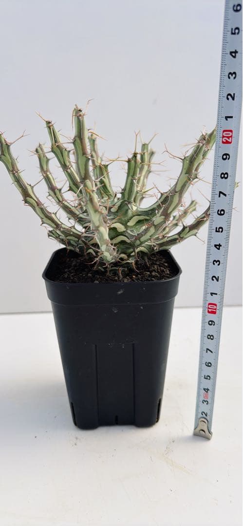 ユーフォルビア　シザカンサ