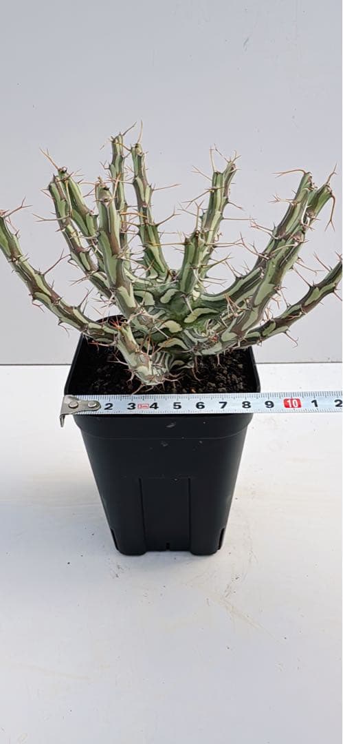 ユーフォルビア　シザカンサ