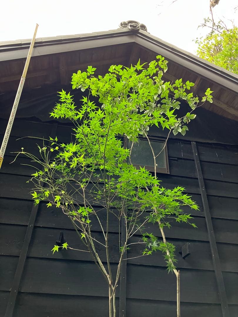 山採り　アオダモ　イロハモミジ　混合株