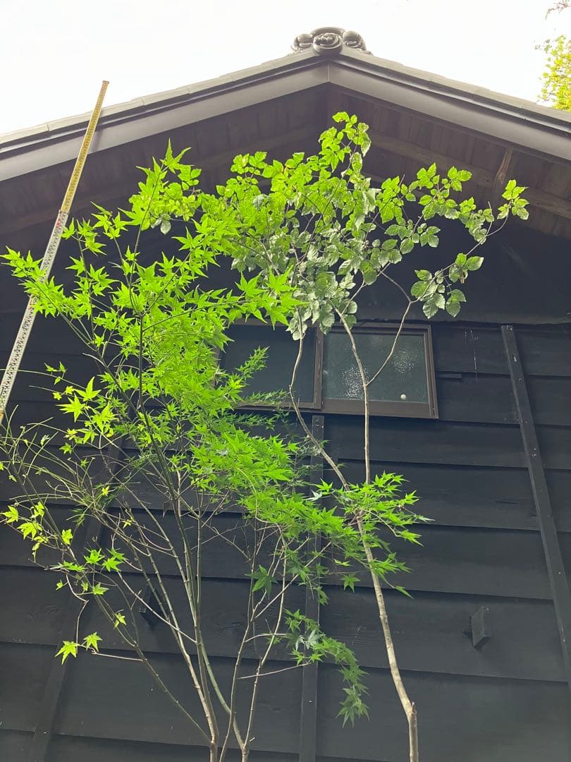 山採り　アオダモ　イロハモミジ　混合株