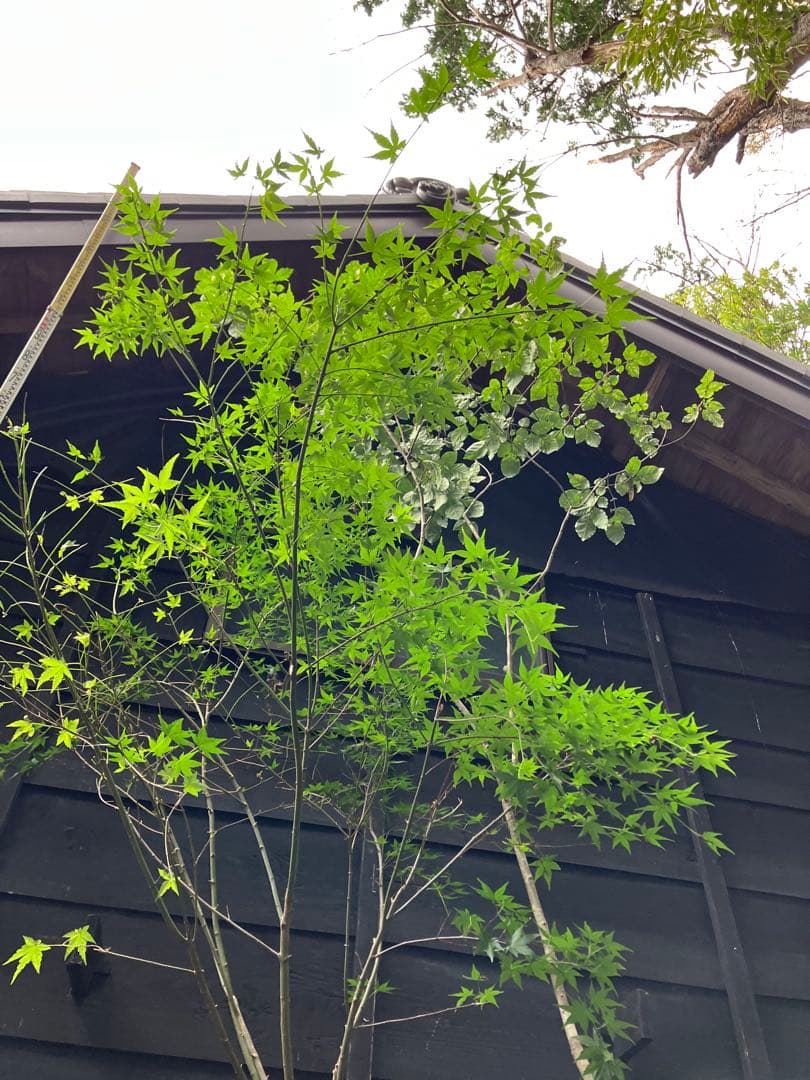 山採り　アオダモ　イロハモミジ　混合株